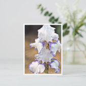 Iris Carolina Gold Postkarte (Stehend Vorderseite)
