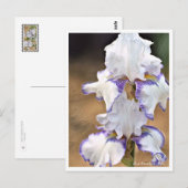 Iris Carolina Gold Postkarte (Vorne/Hinten)