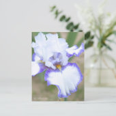 Iris "Carolina Gold":Postkarte Postkarte (Stehend Vorderseite)