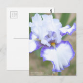 Iris "Carolina Gold":Postkarte Postkarte (Vorne/Hinten)