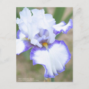 Iris "Carolina Gold":Postkarte Postkarte