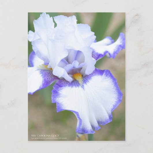 Iris "Carolina Gold":Postkarte Postkarte (Vorderseite)