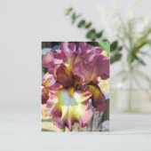 Iris "Chocolate Royal" [Postcard] Postkarte (Stehend Vorderseite)