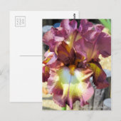 Iris "Chocolate Royal" [Postcard] Postkarte (Vorne/Hinten)