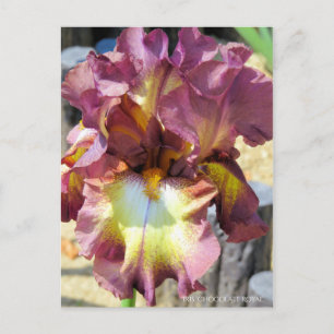 Iris "Chocolate Royal" [Postcard] Postkarte