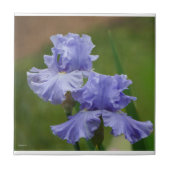 Iris Delight Fliese (Vorderseite)