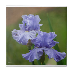 Iris Delight Fliese