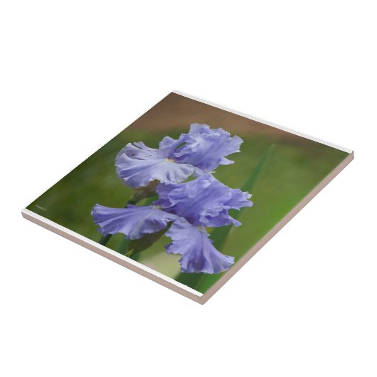 Iris Delight Fliese (Seite)