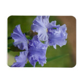 Iris Delight Magnet (Horizontal)