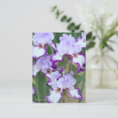 Iris ‘Eagle Flight’ [Postcard] ポストカード Postkarte (Stehend Vorderseite)