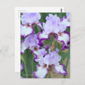 Iris ‘Eagle Flight’ [Postcard] ポストカード Postkarte (Vorne/Hinten)