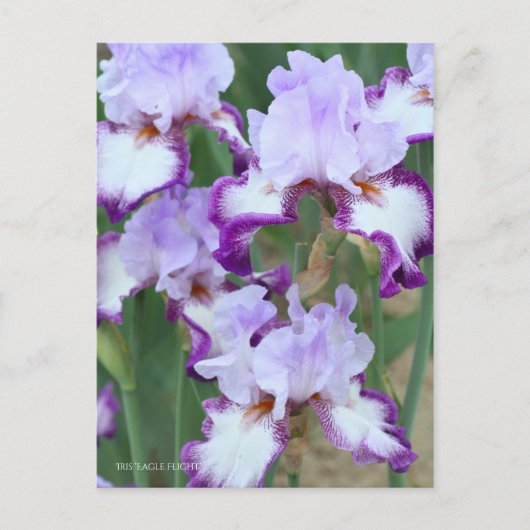 Iris ‘Eagle Flight’ [Postcard] ポストカード Postkarte (Vorderseite)