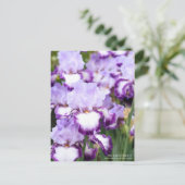 Iris "Eagle Flight" [Postkarte] Postkarte (Stehend Vorderseite)