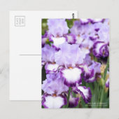 Iris "Eagle Flight" [Postkarte] Postkarte (Vorne/Hinten)