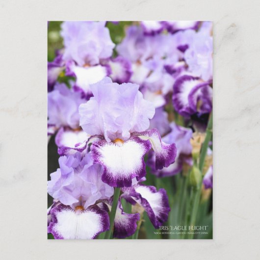 Iris "Eagle Flight" [Postkarte] Postkarte (Vorderseite)