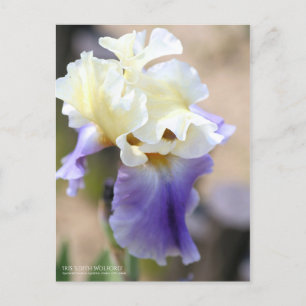 Iris "Edith Wolford" [Postcard] Postkarte