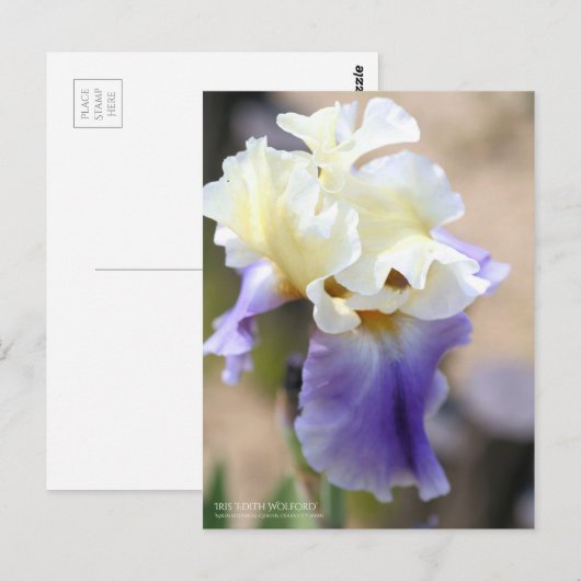 Iris "Edith Wolford" [Postcard] Postkarte (Vorne/Hinten)