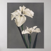 Iris - farbiges Foto - Japan