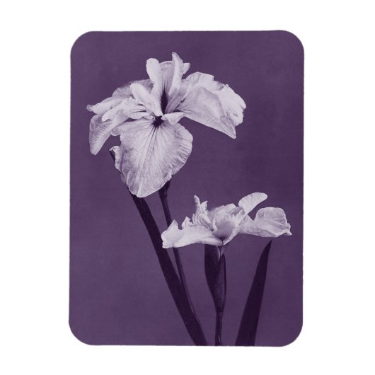 Iris Fine Art Magnet (Vertikal)