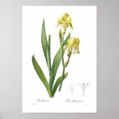 Iris flavescens poster (Vorne)