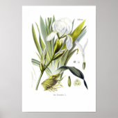 Iris florentina poster (Vorne)