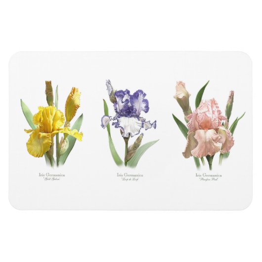 Iris Flower Garden Magnet (Horizontal)