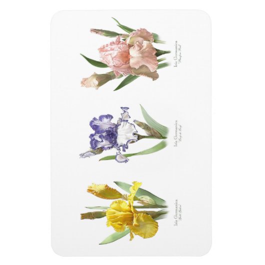 Iris Flower Garden Magnet (Vertikal)