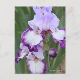 Iris "Flug" Postkarte] ポ ス ト Eド Postkarte