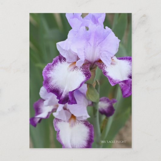 Iris "Flug" Postkarte] ポ ス ト Eド Postkarte (Vorderseite)