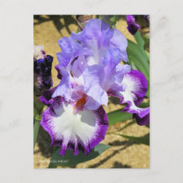 Iris "Flug" Postkarte] ポ ス ト Eド Postkarte