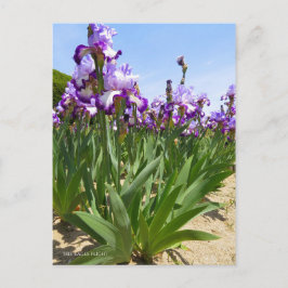 Iris "Flug" Postkarte] ポ ス ト Eド Postkarte