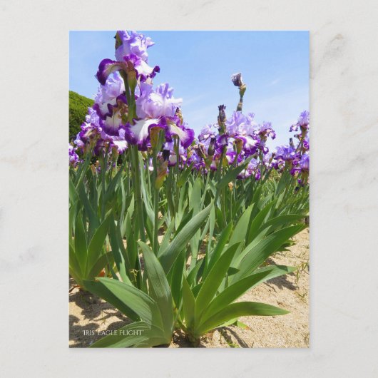 Iris "Flug" Postkarte] ポ ス ト Eド Postkarte (Vorderseite)
