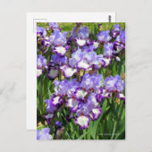Iris "Flug" Postkarte] ポ ス ト Eド Postkarte (Vorne/Hinten)