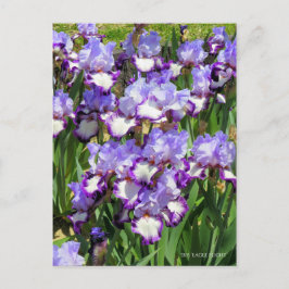 Iris "Flug" Postkarte] ポ ス ト Eド Postkarte