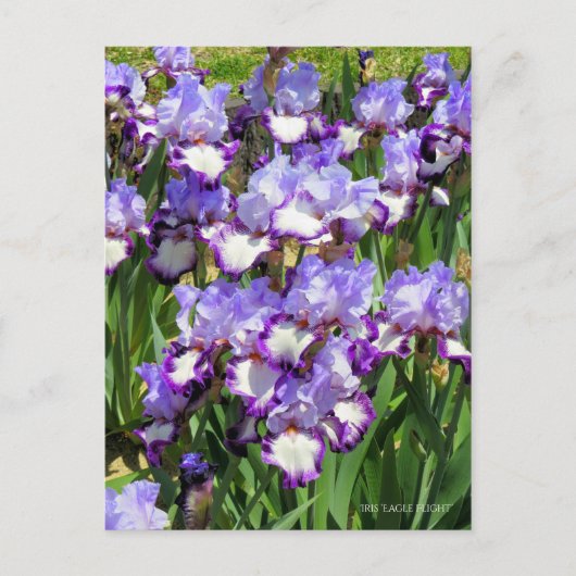 Iris "Flug" Postkarte] ポ ス ト Eド Postkarte (Vorderseite)