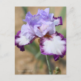 Iris "Flug" Postkarte] ポ ス ト Eド Postkarte