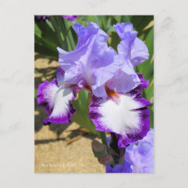 Iris "Flug" Postkarte] ポ ス ト Eド Postkarte