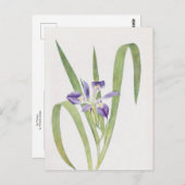 Iris Foliosa von William Dykes Postkarte (Vorne/Hinten)