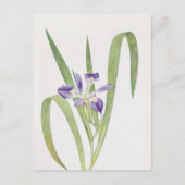 Iris Foliosa von William Dykes Postkarte (Vorderseite)