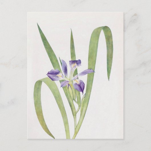 Iris Foliosa von William Dykes Postkarte (Vorderseite)