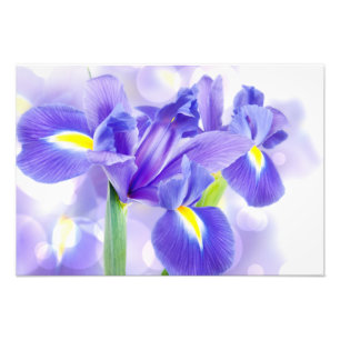 Iris-Foto-Druck Fotodruck