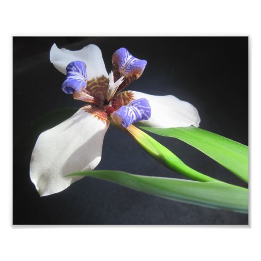 Iris Foto Print (Vorne)