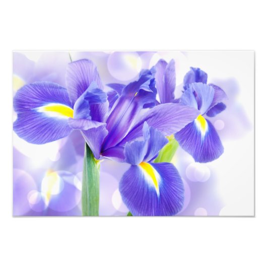 Iris Foto Print (Vorne)