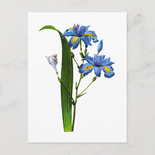 Iris Frangee von Joseph Pierre Redoute Postkarte (Vorderseite)