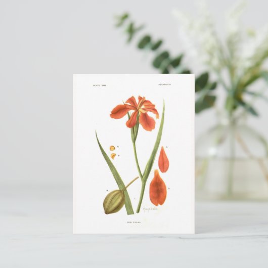 Iris fulva postkarte (Stehend Vorderseite)