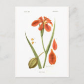 Iris fulva postkarte (Vorderseite)