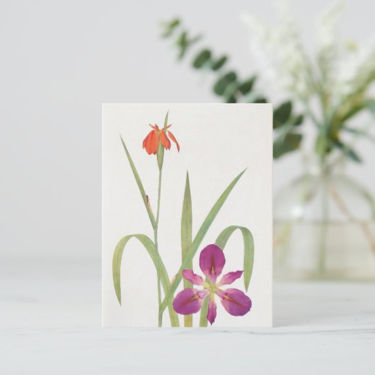 Iris Fulva und Iris Fulvala von William Dykes Postkarte (Stehend Vorderseite)