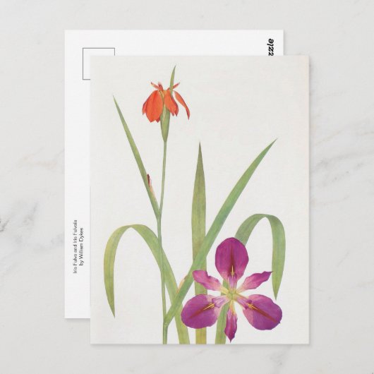 Iris Fulva und Iris Fulvala von William Dykes Postkarte (Vorne/Hinten)