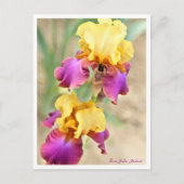 Iris Gala Madrid Postkarte (Vorderseite)