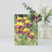 Iris "Gala Madrid" [Postkarte] Postkarte (Stehend Vorderseite)